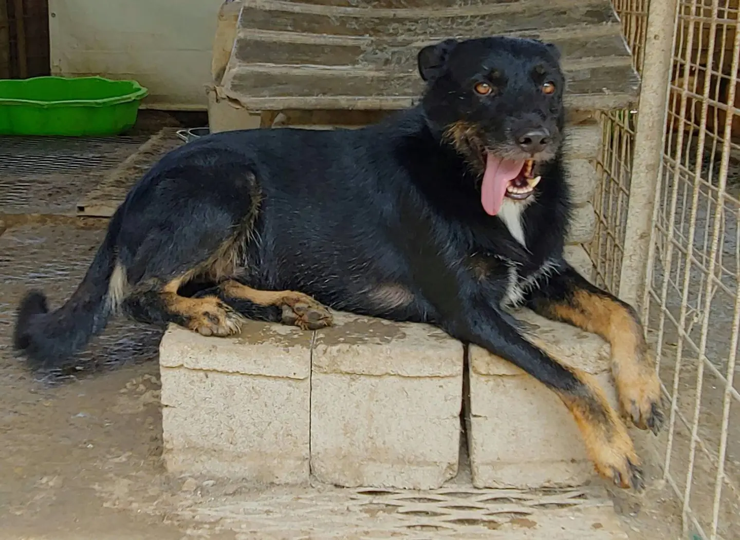Adotta un cane, maschio, 9 anni e 9 mesi, Messina