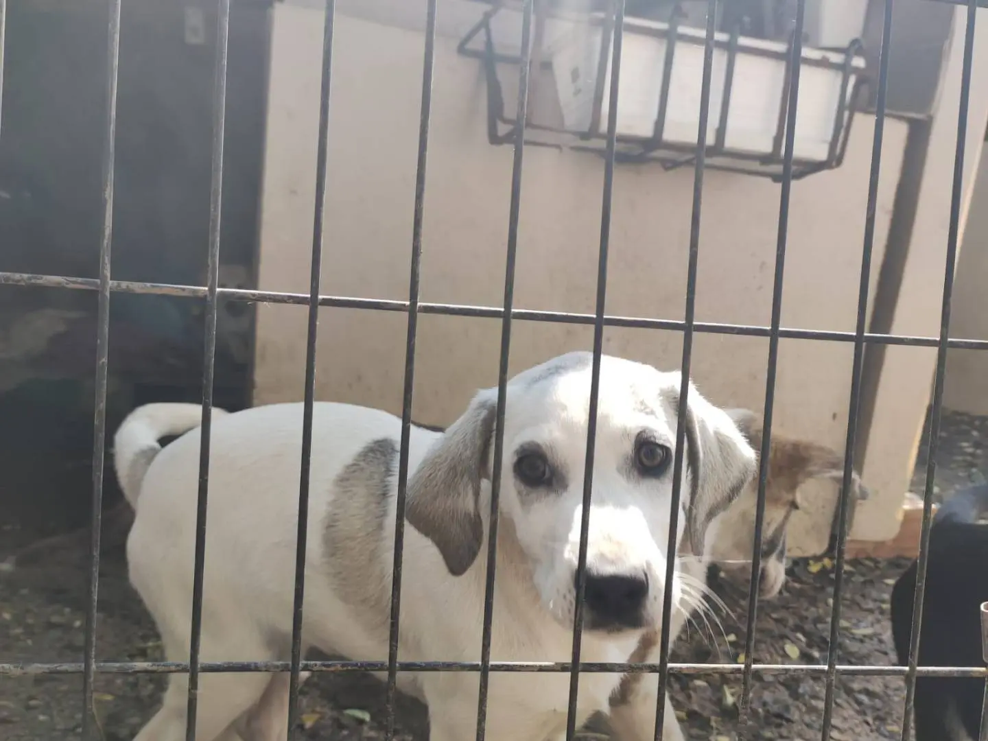 Adozione cane, femmina, Razza sconosciuta Razza sconosciuta, 1 anno e 2 mesi, taglia media, Potenza