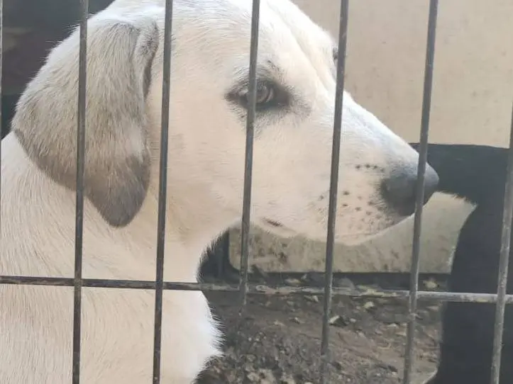 Vuoi adottare un cane a Potenza?