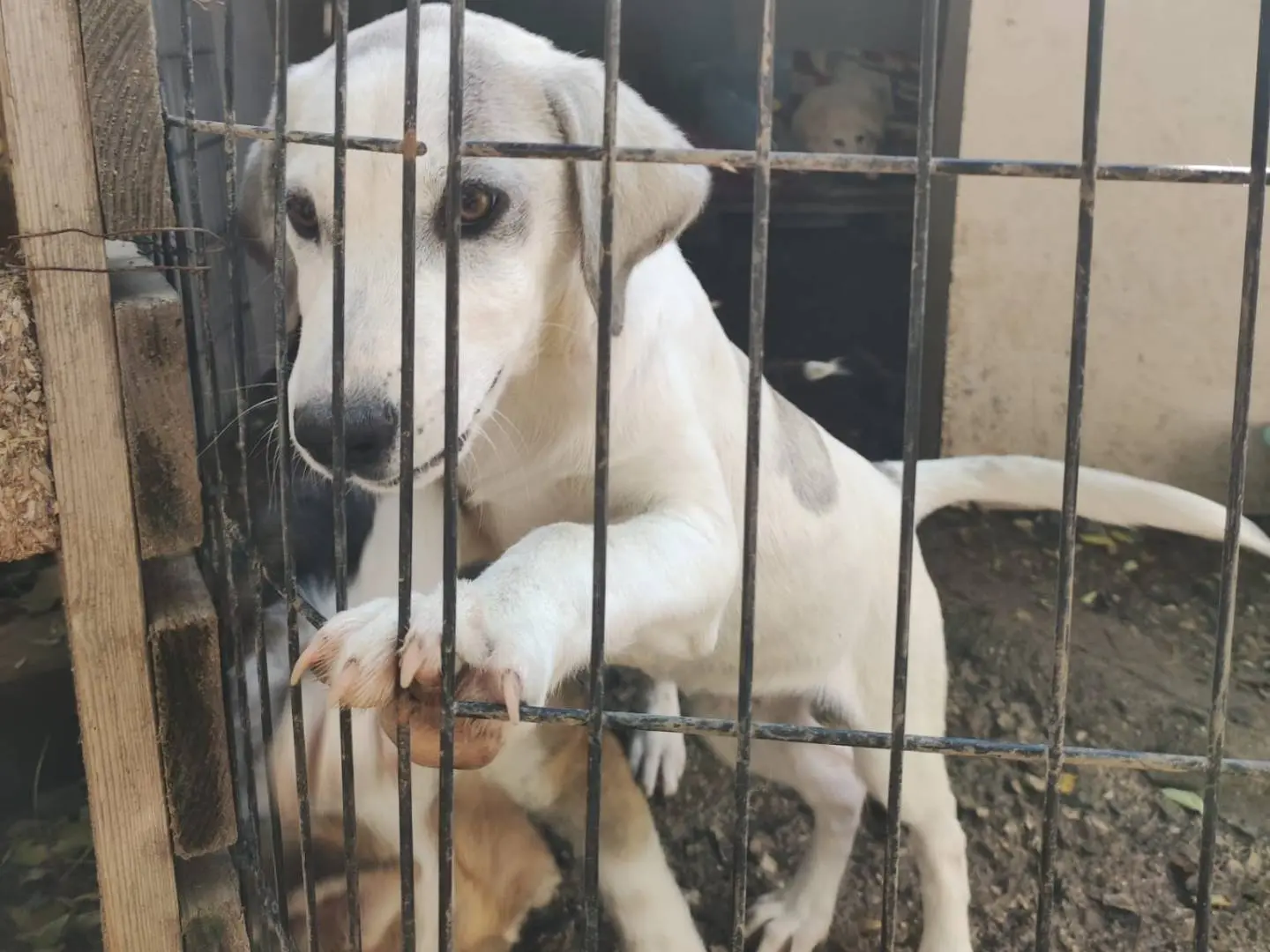 Adotta un cane, femmina, 1 anno e 2 mesi, Potenza