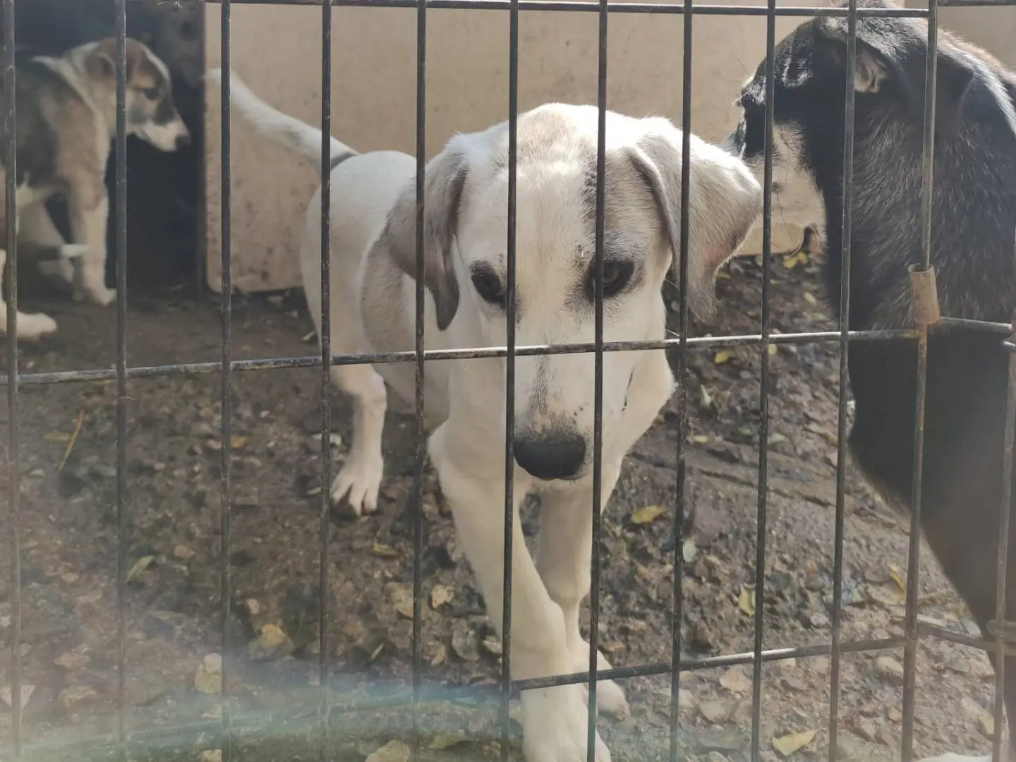 Adotta un cane, taglia media, femmina, Potenza