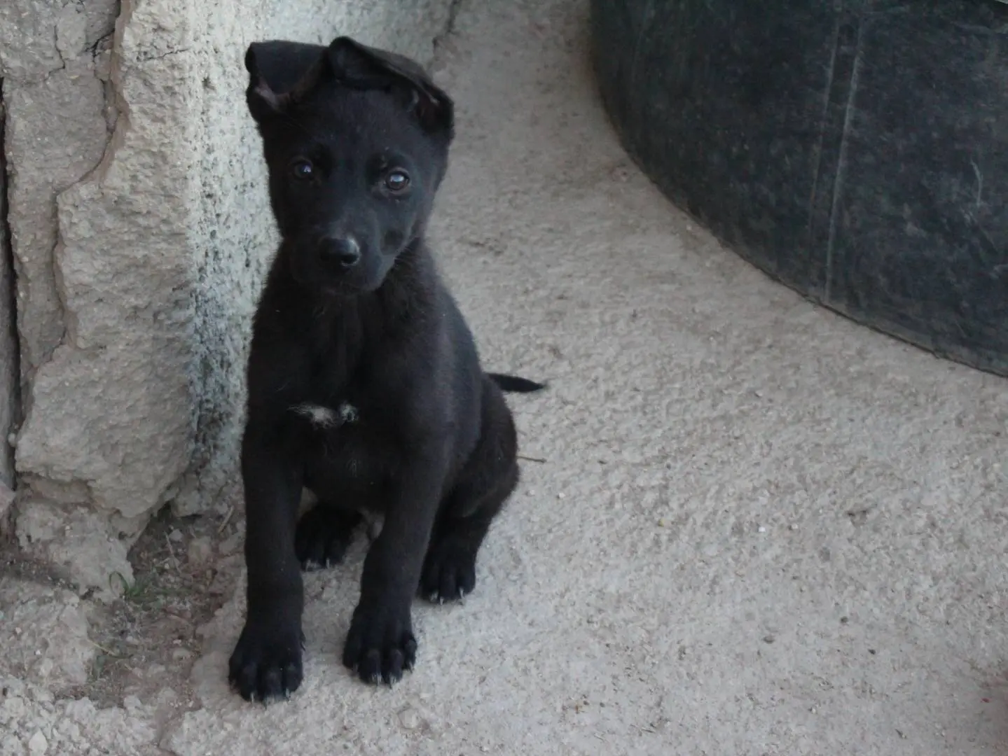 Foto 3 dell'animale