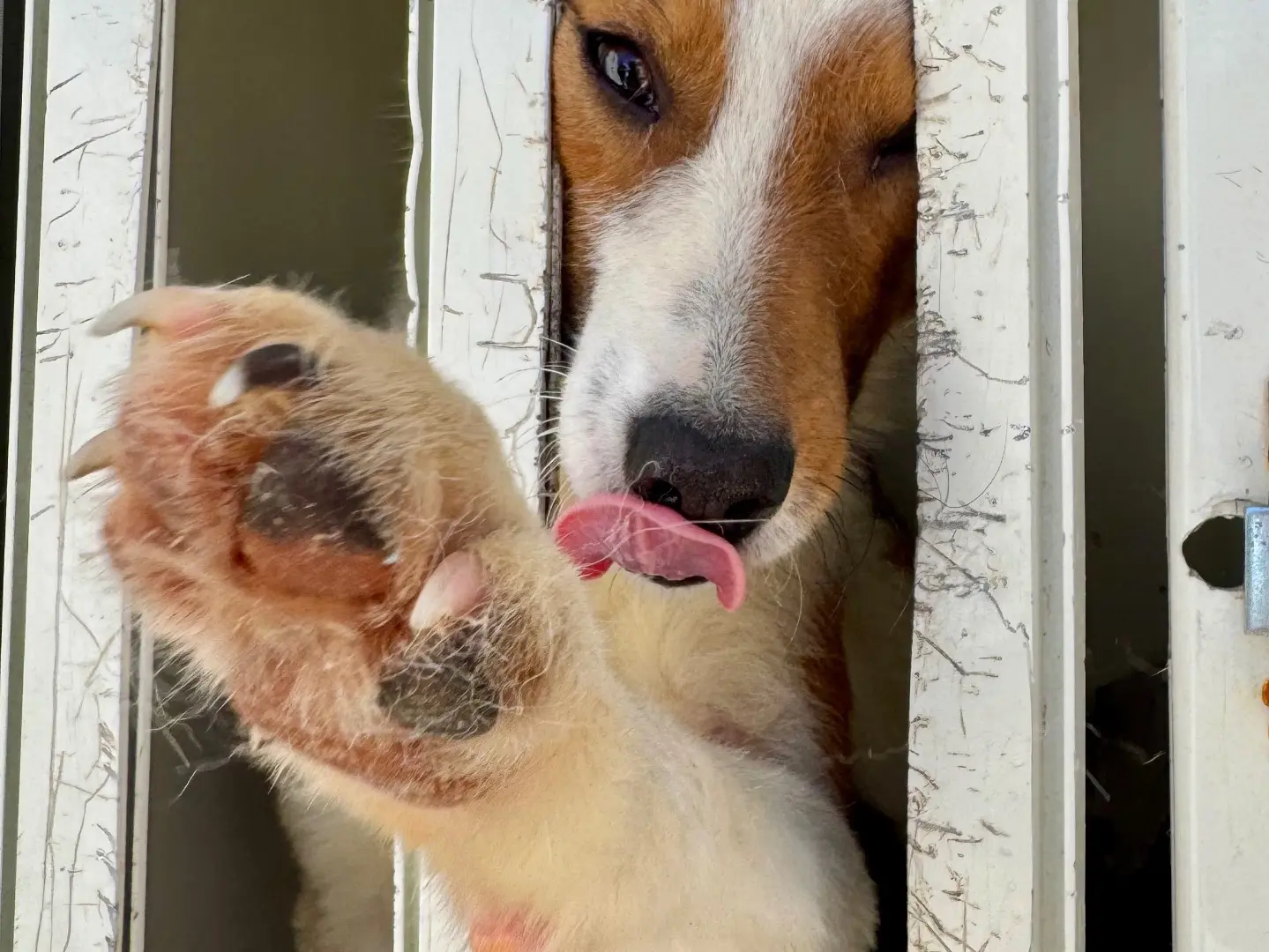 Adotta un cane, maschio, 2 anni e 4 mesi, Salerno