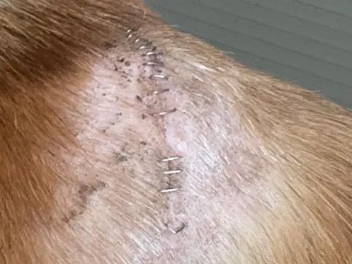 Adotta un cane, taglia piccola, maschio, Salerno
