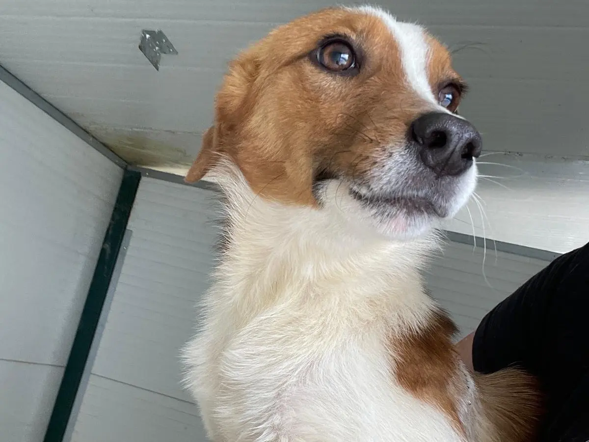 Adozione cane, maschio, Razza sconosciuta Razza sconosciuta, 2 anni e 4 mesi, taglia piccola, Salerno