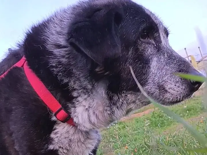 Vuoi adottare un cane a Bari?