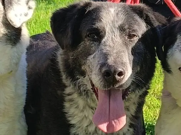 Adotta un cane, maschio, 12 anni e 6 mesi, Bari