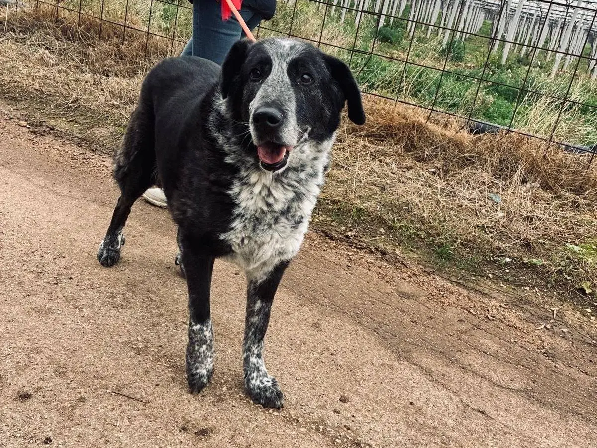 Adotta un cane, taglia grande, maschio, Bari