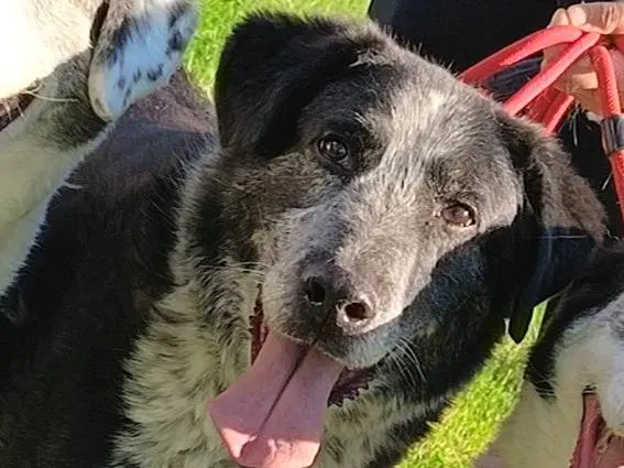 Adozione cane, maschio, Razza sconosciuta Razza sconosciuta, 12 anni e 6 mesi, taglia grande, Bari