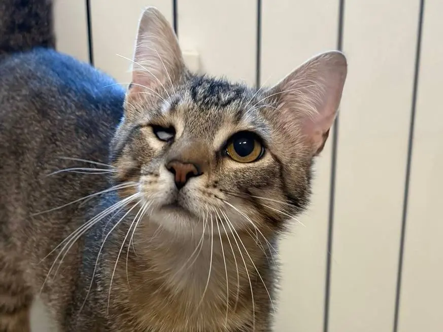Adotta un gatto, maschio, 1 anno e 2 mesi, Milano