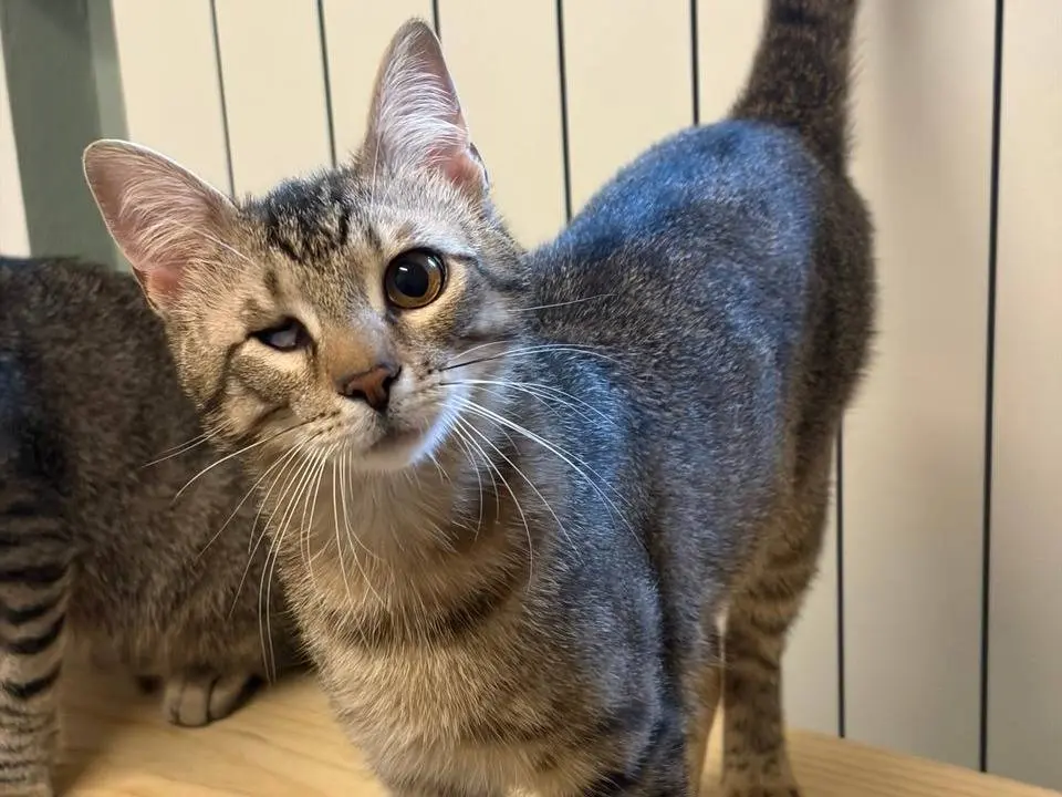 Adozione gatto, maschio, Razza sconosciuta Razza sconosciuta, 1 anno e 2 mesi, taglia non valida, Milano