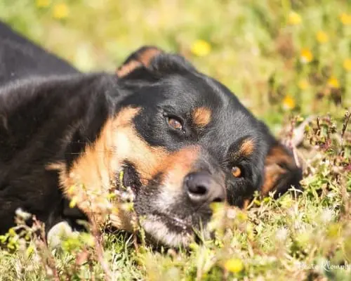 Adozione cane, maschio, Rottweiler, 8 anni e 9 mesi, taglia grande, Roma