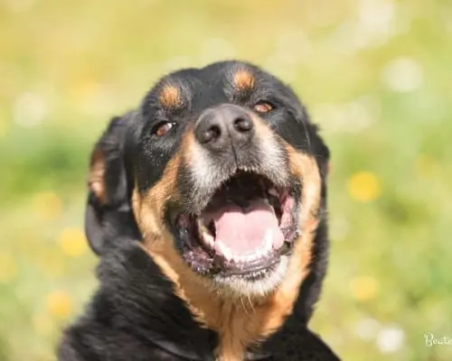 Adotta un cane, maschio, 8 anni e 9 mesi, Roma