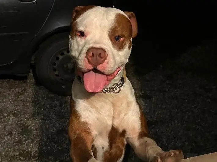 Adotta un cane, taglia grande, maschio, Alessandria