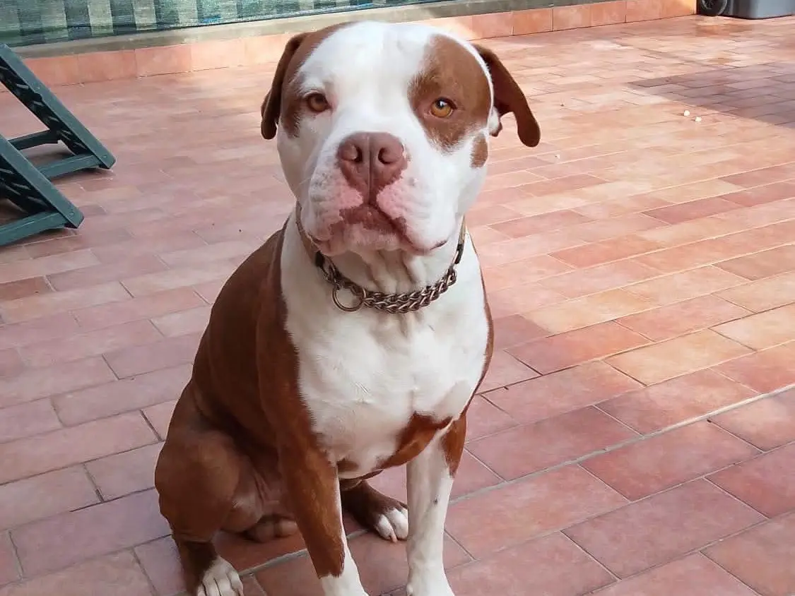 Adozione cane, maschio, Pitbull Razza sconosciuta, 2 anni e 1 mese, taglia grande, Alessandria