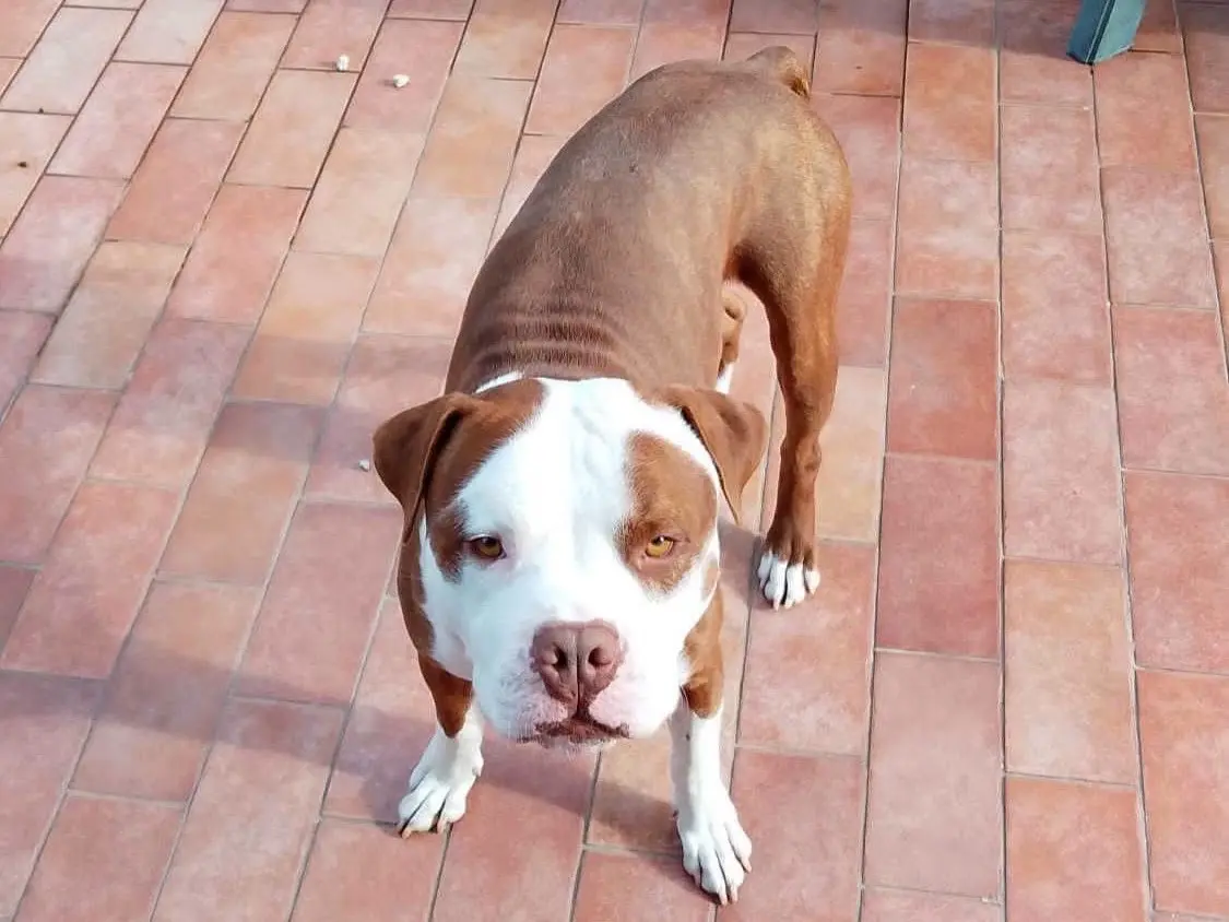 Adotta un cane, maschio, 2 anni e 1 mese, Alessandria