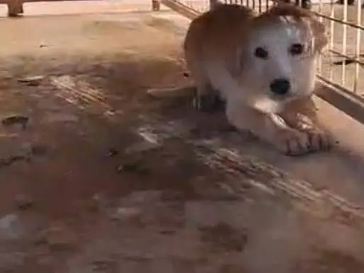 Adotta un cane, taglia media, femmina, Benevento