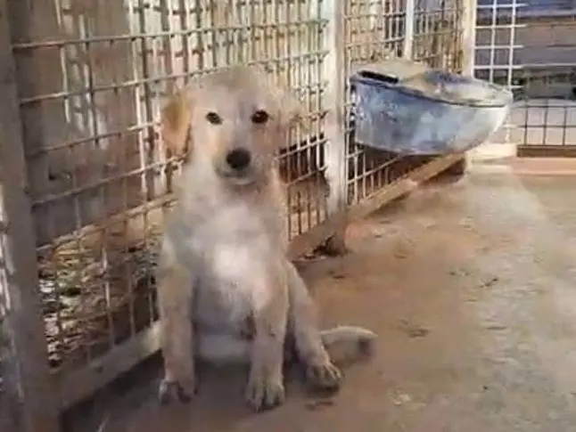 Adozione cane, femmina, Labrador Retriever Razza sconosciuta, 11 mesi, taglia media, Benevento