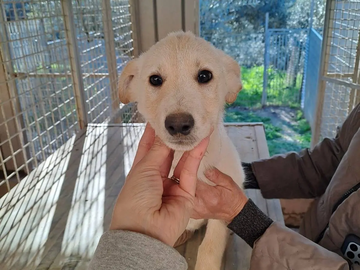 Adotta un cane, femmina, 11 mesi, Benevento