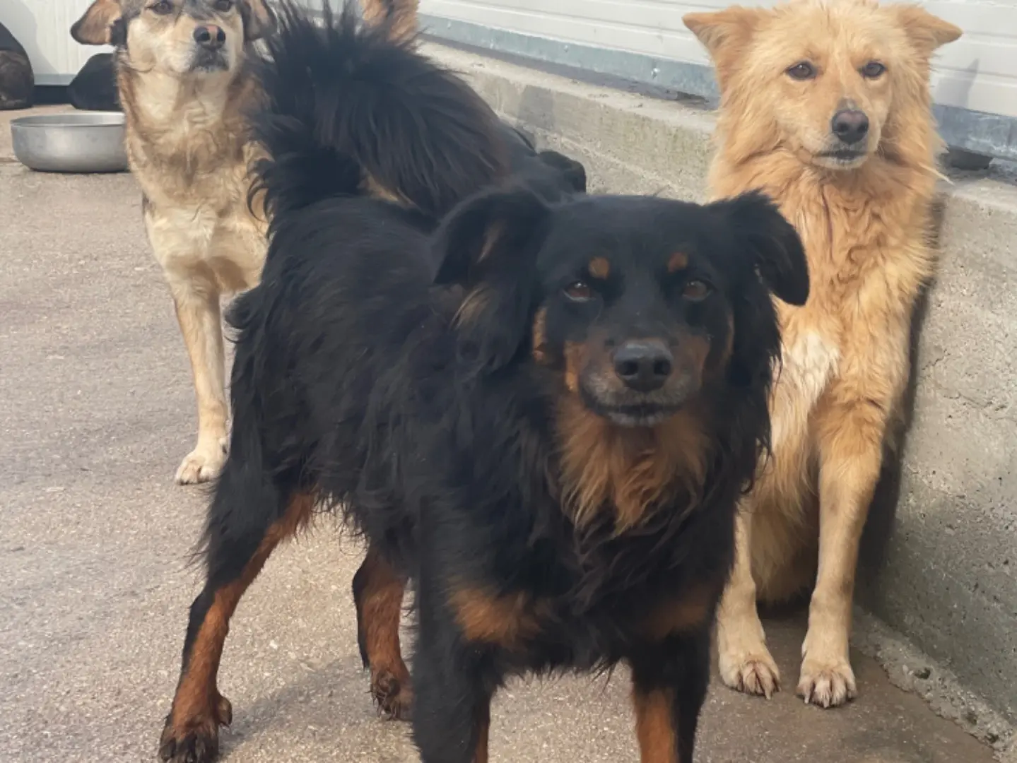 Adozione cane, maschio, meticcio, 6 anni e 6 mesi, taglia piccola, Salerno