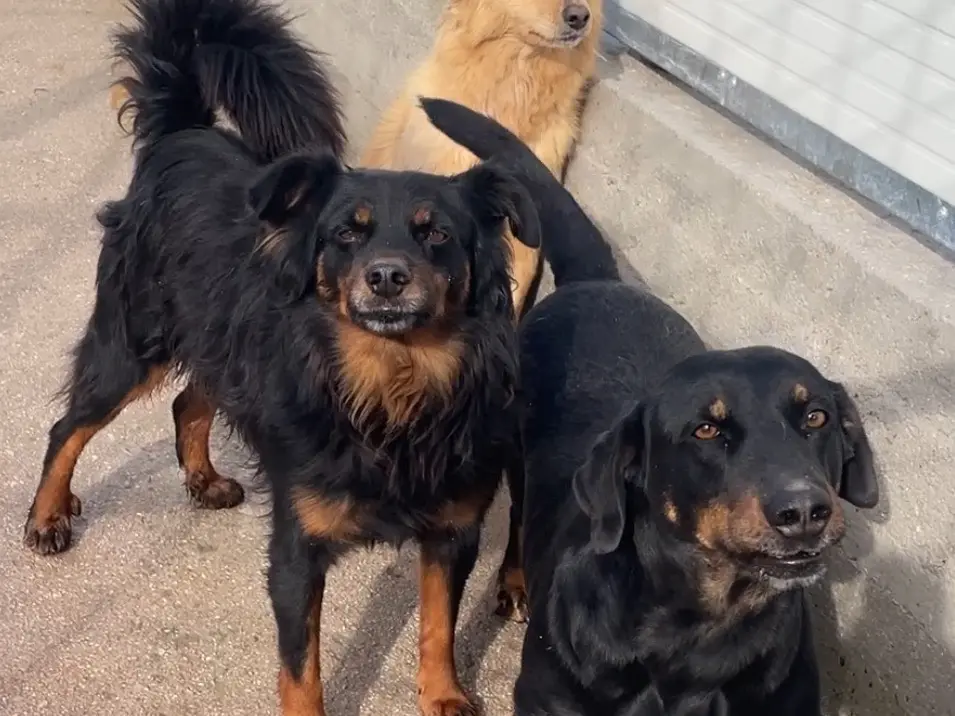Adotta un cane, maschio, 6 anni e 6 mesi, Salerno