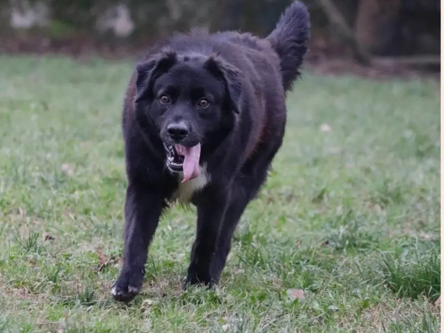 Adotta un cane, maschio, 4 anni e 9 mesi, Milano
