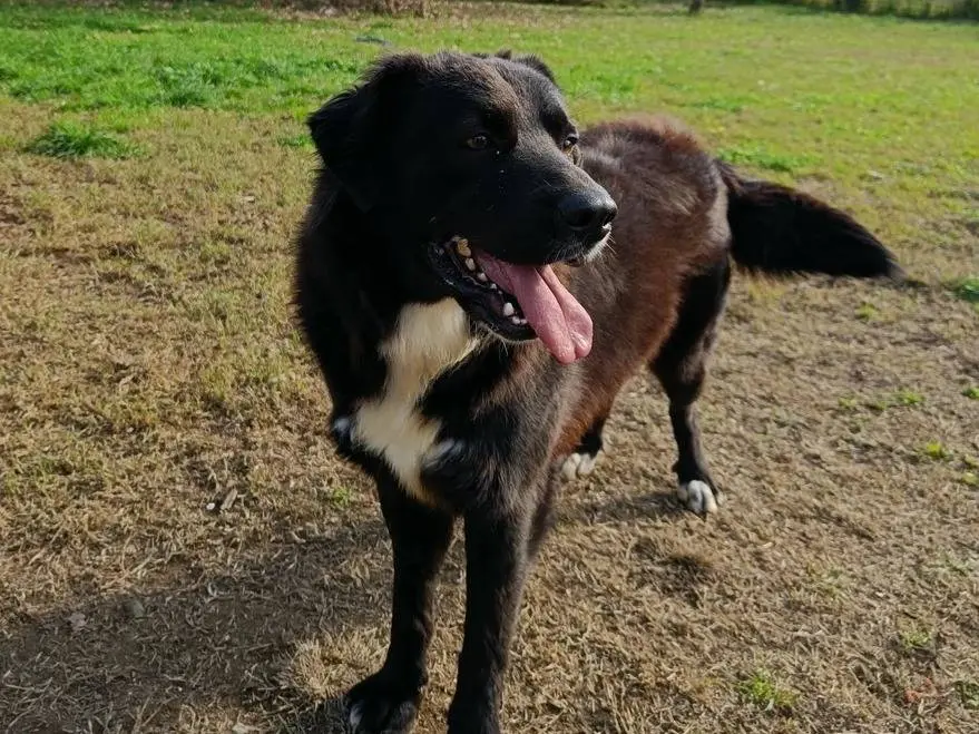 Vuoi adottare un cane a Milano?