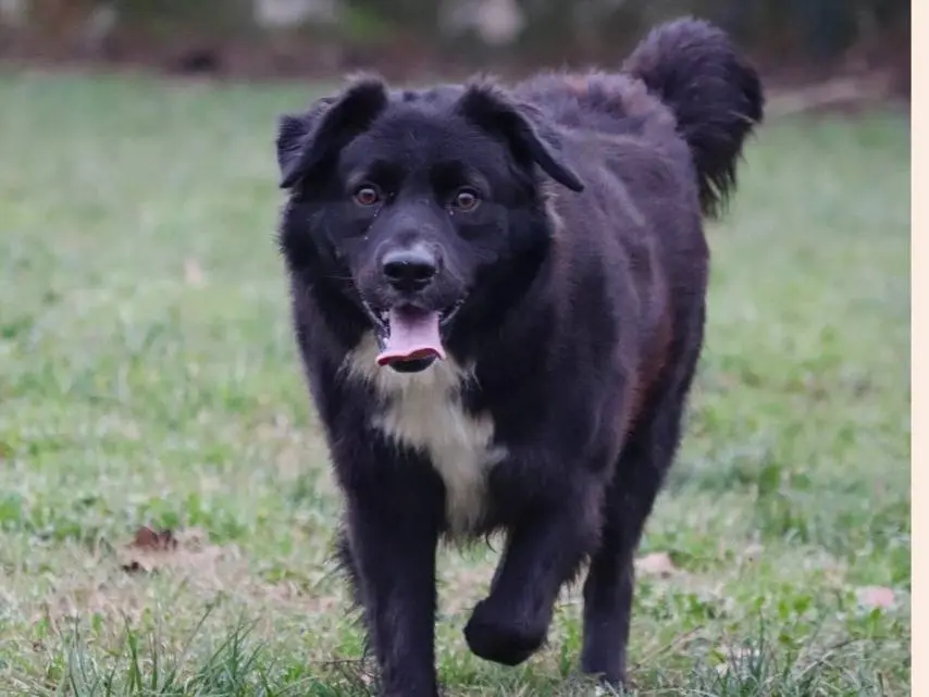 Adozione cane, maschio, meticcio, 4 anni e 9 mesi, taglia media, Milano