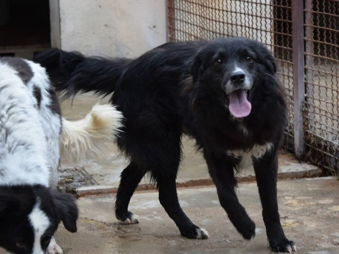 Adozione cane, maschio, Razza sconosciuta Razza sconosciuta, 4 anni e 3 mesi, taglia media, Chieti