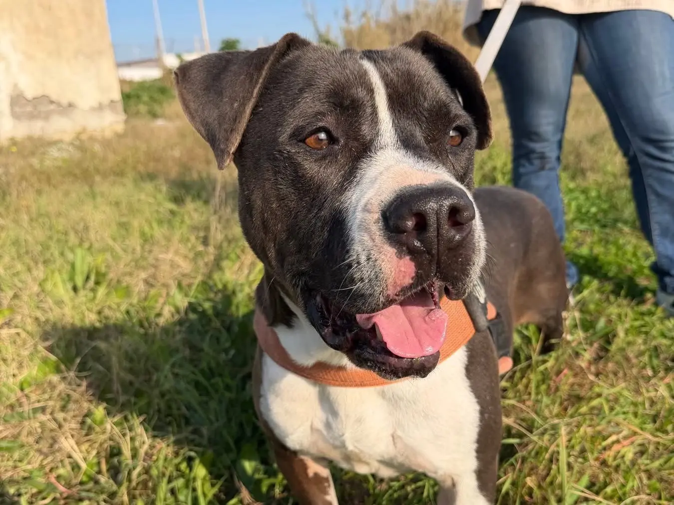 Adotta un cane, taglia grande, maschio, Napoli