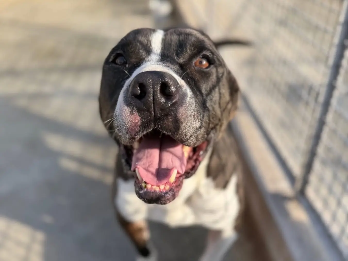 Adotta un cane, maschio, 6 anni, Napoli