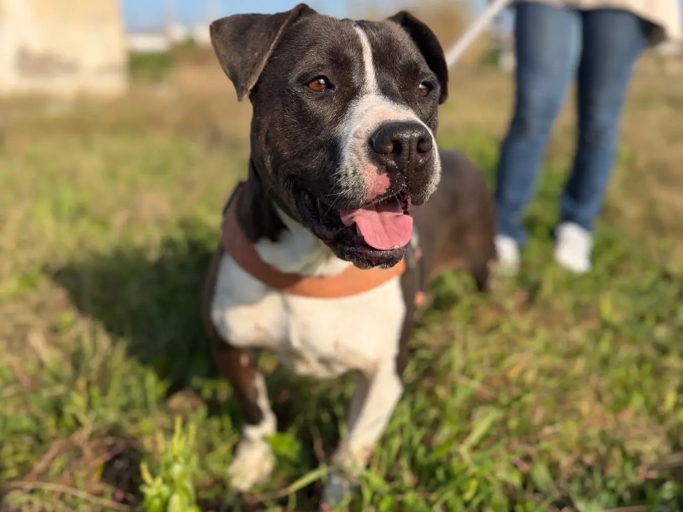 Vuoi adottare un cane a Napoli?