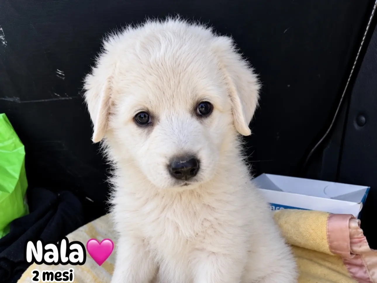 Adozione cane, femmina, Pastore maremmano Razza sconosciuta, 2 mesi, taglia grande, Firenze