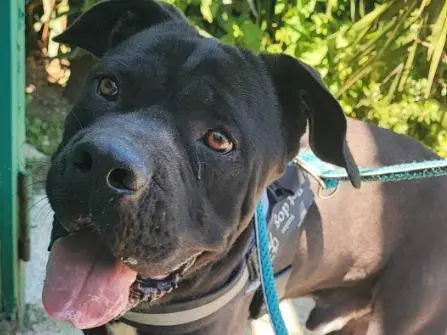 Adotta un cane, maschio, 2 anni e 10 mesi, Napoli