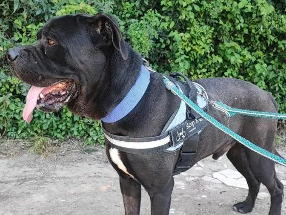 Adozione cane, maschio, Razza sconosciuta Razza sconosciuta, 2 anni e 10 mesi, taglia media contenuta, Napoli