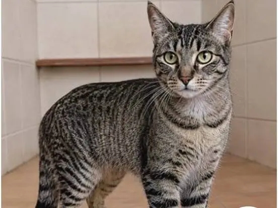 Adozione gatto, femmina, Razza sconosciuta Razza sconosciuta, 2 anni e 4 mesi, taglia non valida, Milano