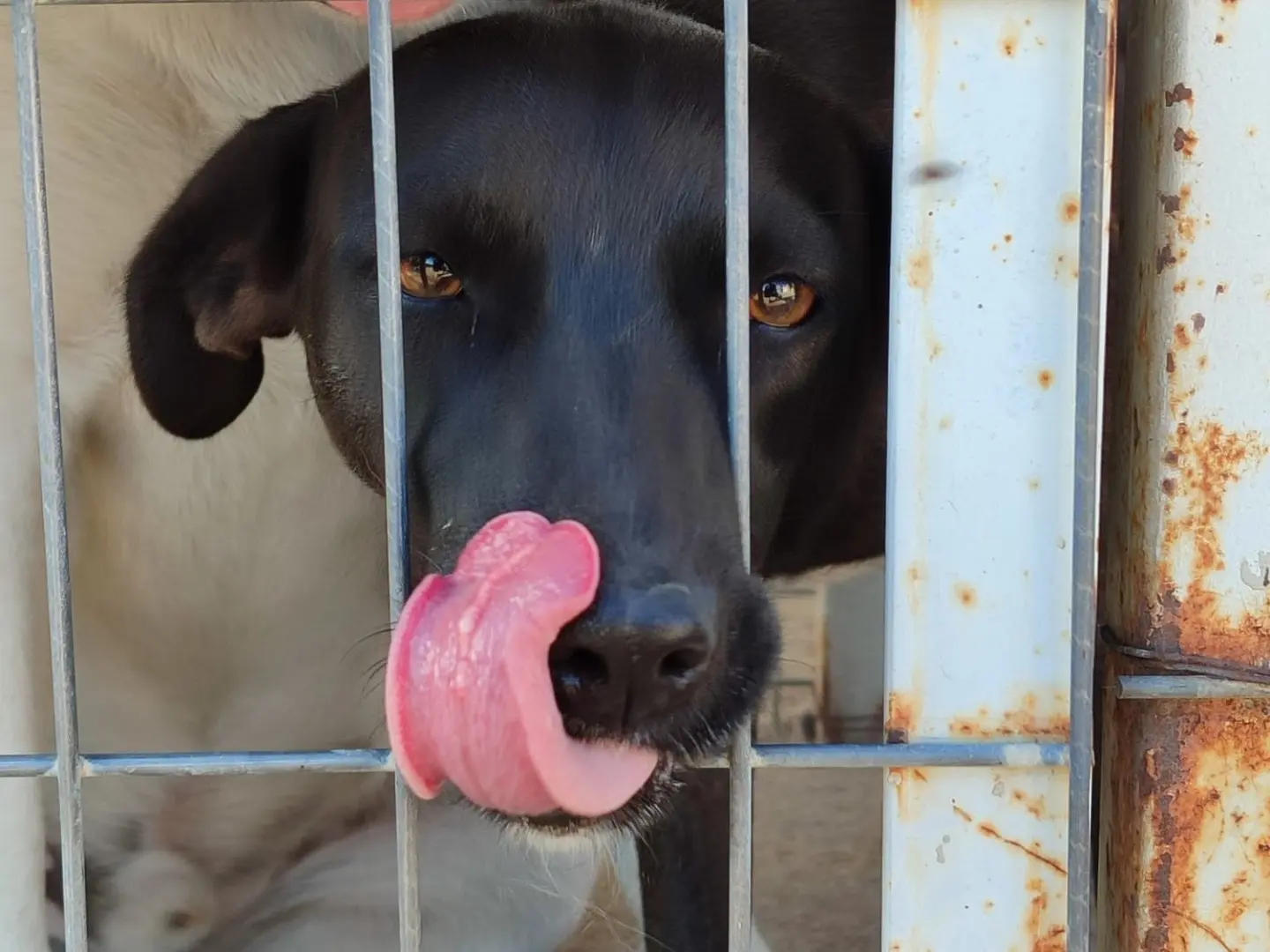 Adozione cane, femmina, Razza sconosciuta Razza sconosciuta, 4 anni, taglia media, Milano