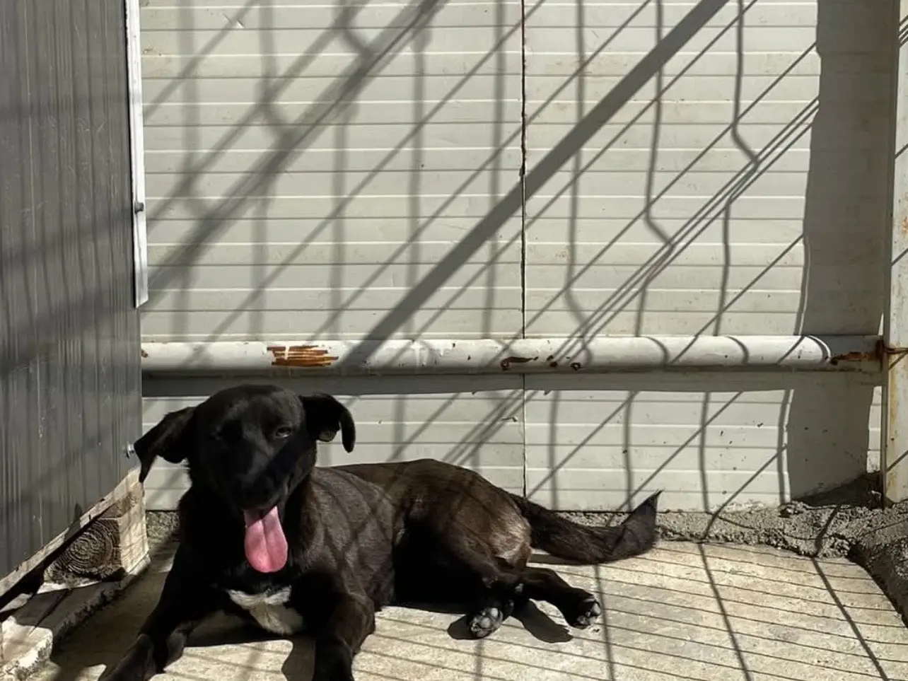 Adotta un cane, femmina, 4 anni, Milano