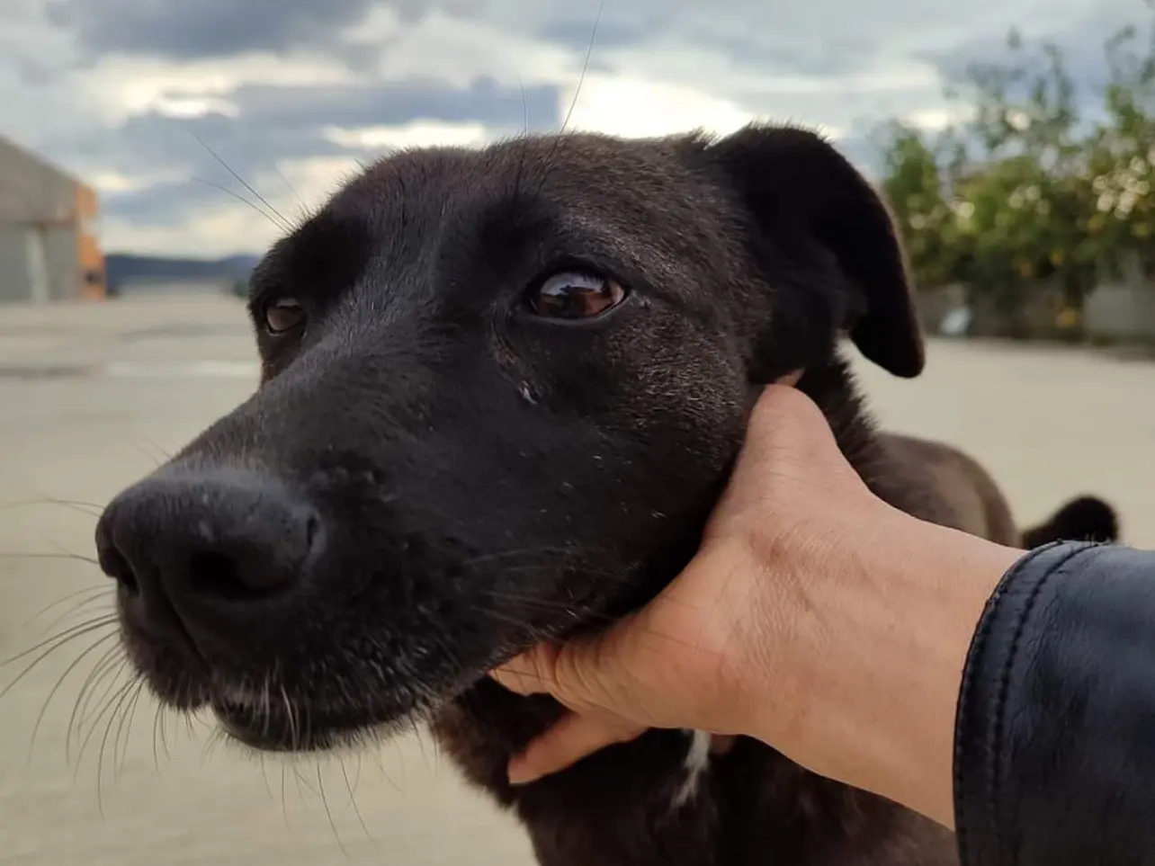 Adotta un cane, taglia media, femmina, Milano