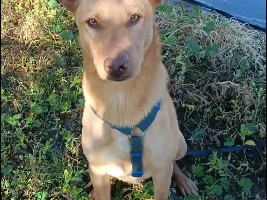 Adotta un cane, maschio, 1 anno e 3 mesi, Foggia