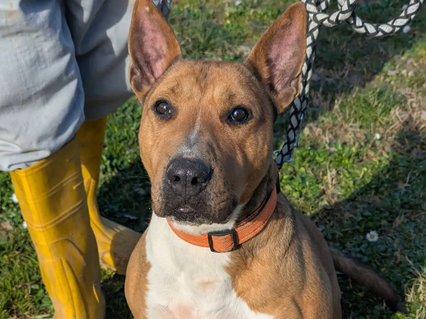 Adozione cane, femmina, Bull Terrier Razza sconosciuta, 7 anni e 5 mesi, taglia media, Pisa
