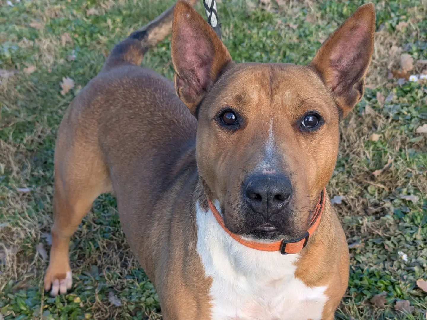 Adotta un cane, femmina, 7 anni e 5 mesi, Pisa