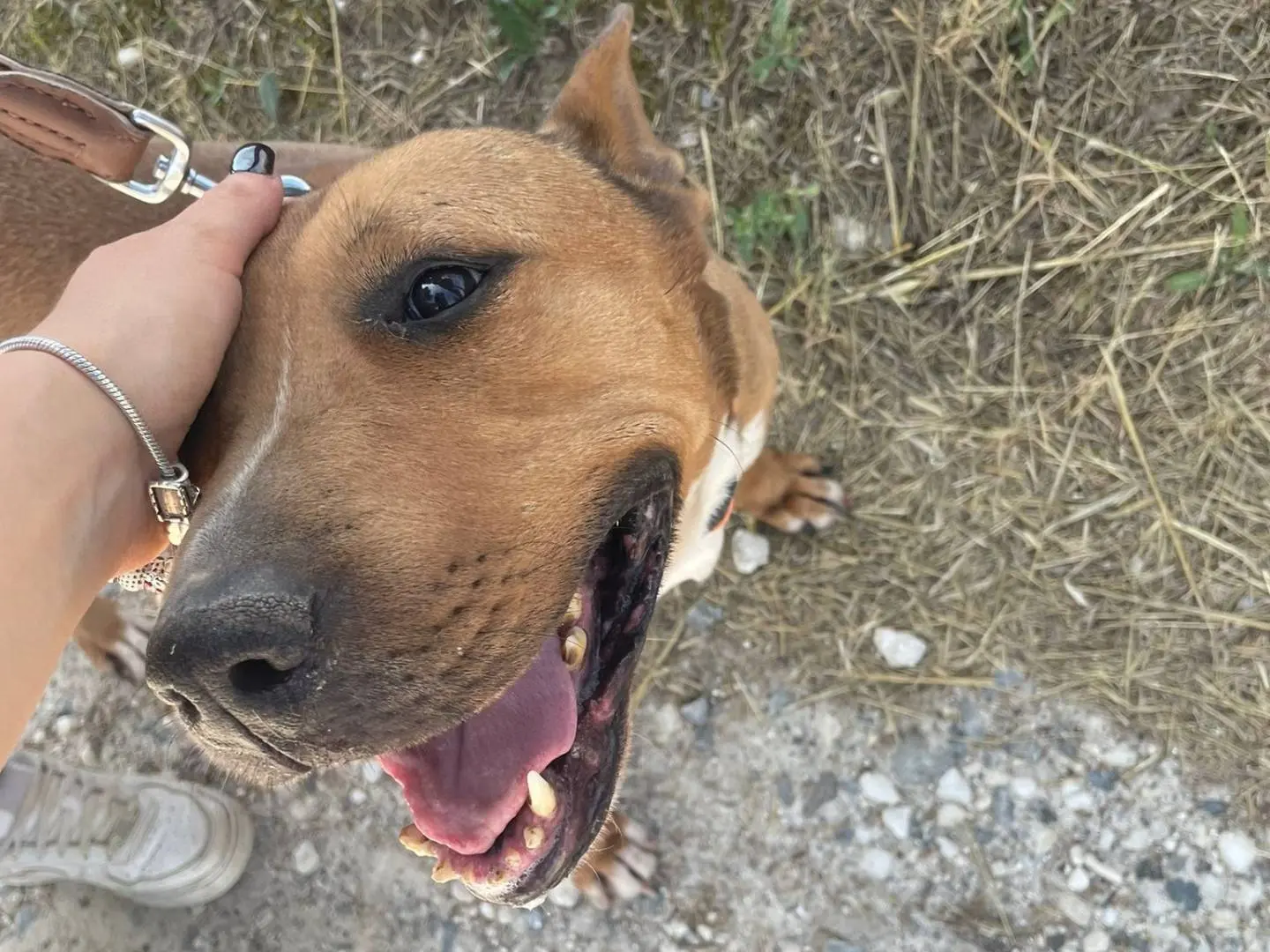 Vuoi adottare un cane a Pisa?