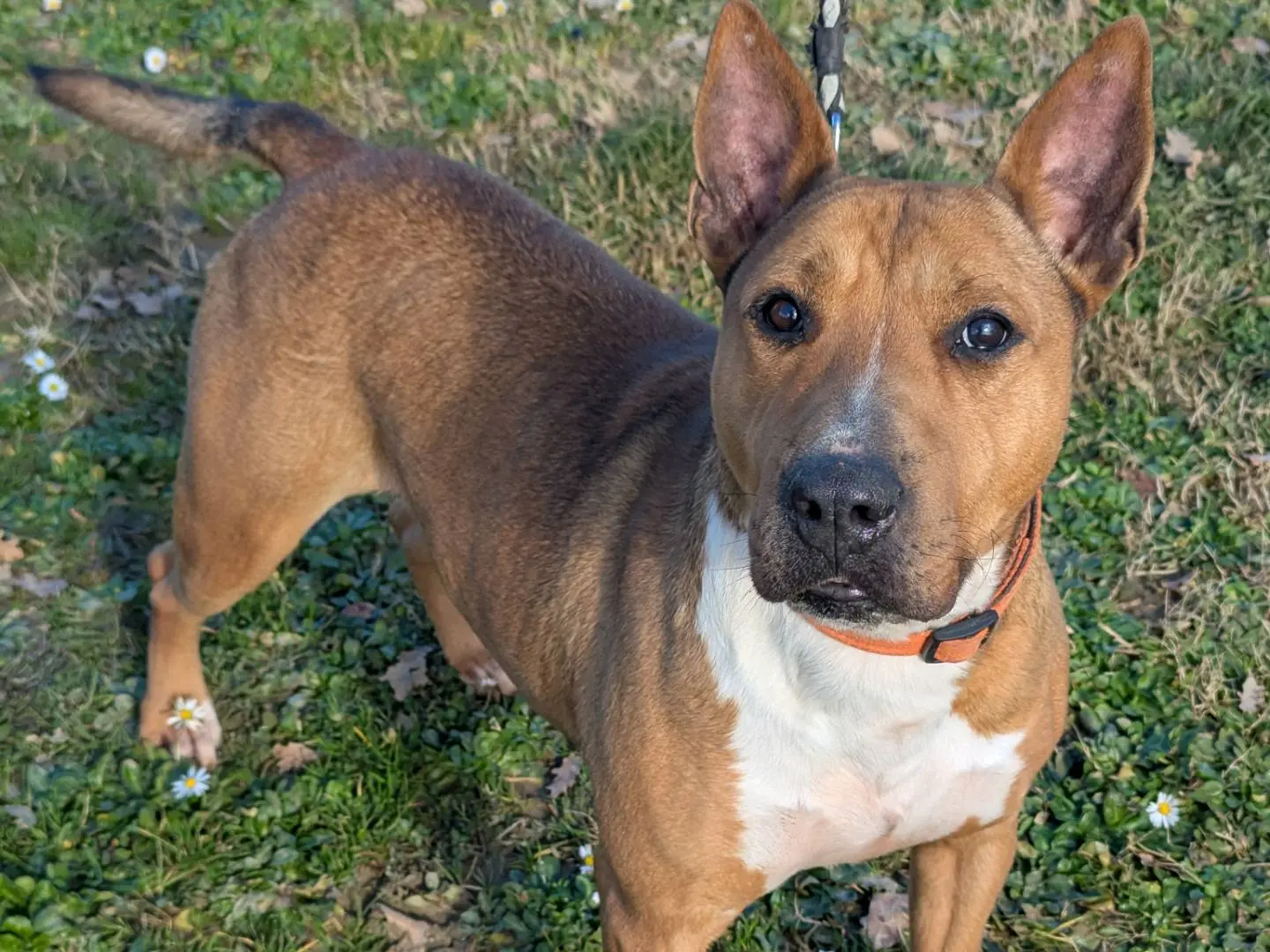 Adotta un cane, taglia media, femmina, Pisa