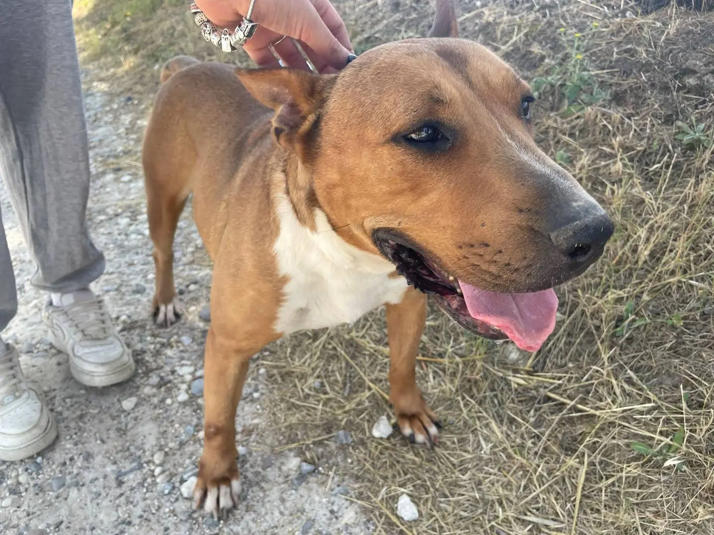 Adotta il cane Maya a Pisa