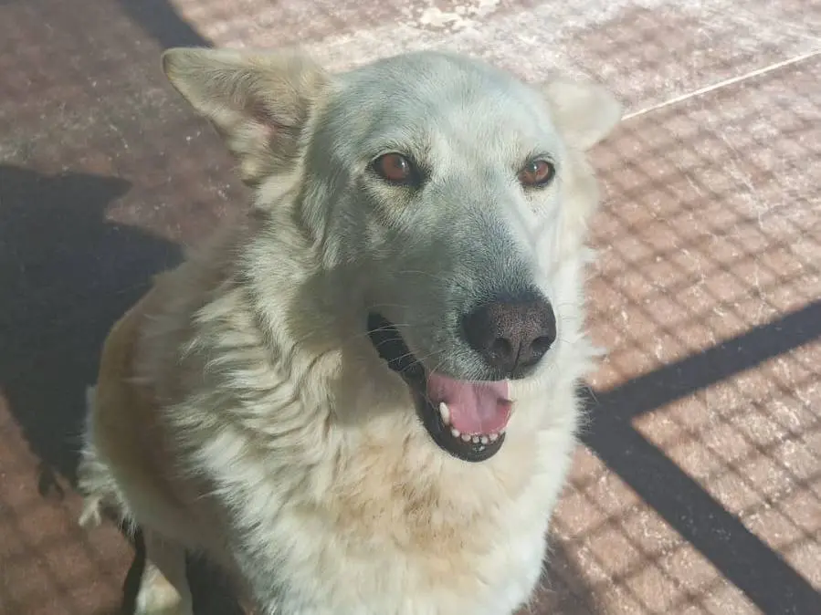 Adozione cane, femmina, Razza sconosciuta Razza sconosciuta, 6 anni e 6 mesi, taglia media, Viterbo