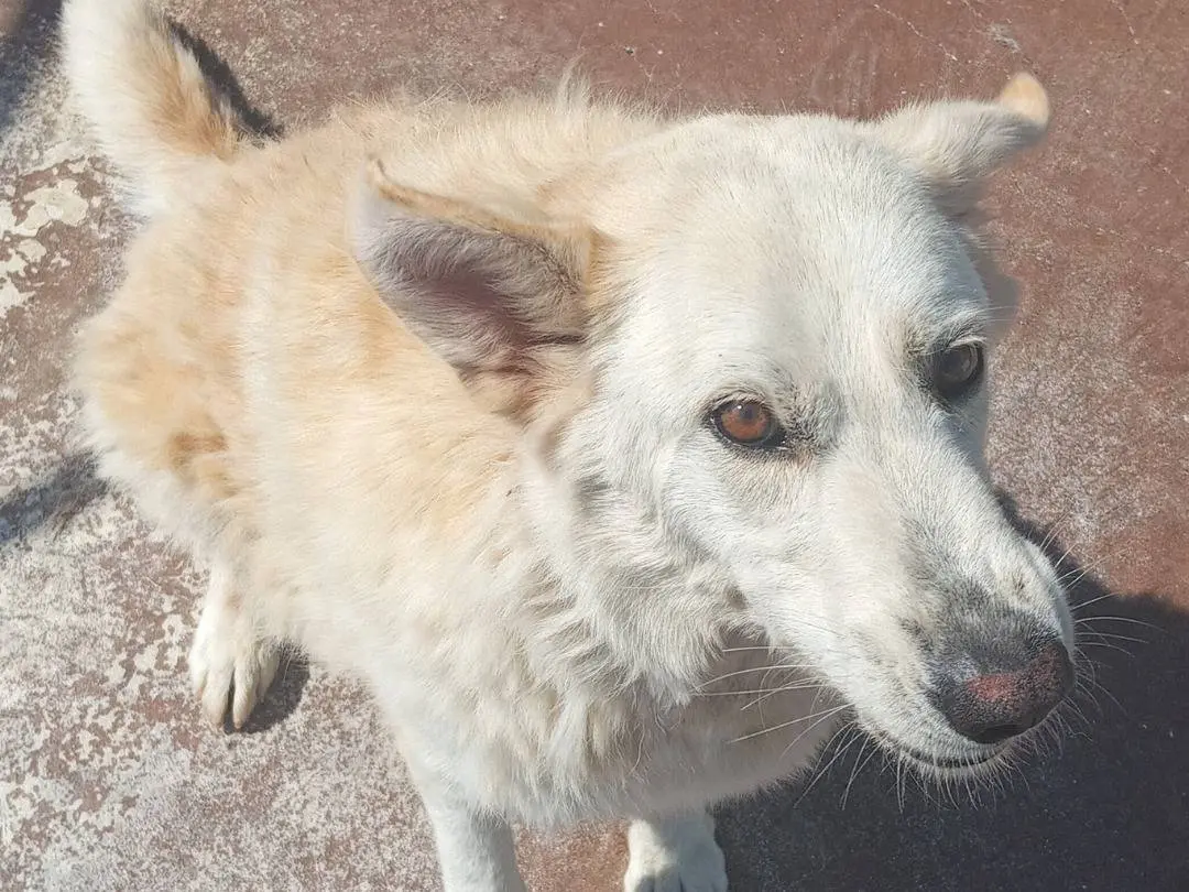 Adotta un cane, femmina, 6 anni e 6 mesi, Viterbo