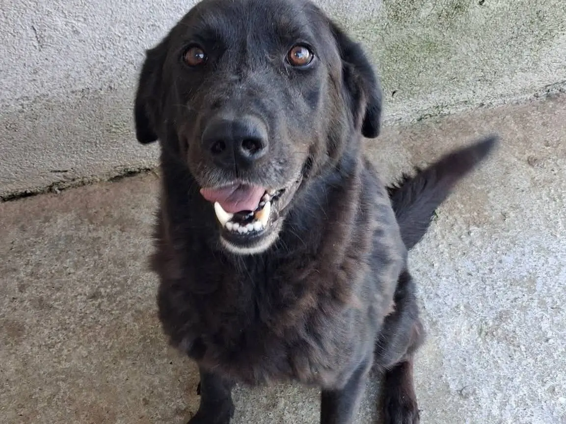 Adozione cane, maschio, Razza sconosciuta Razza sconosciuta, 3 anni e 2 mesi, taglia grande, Vibo