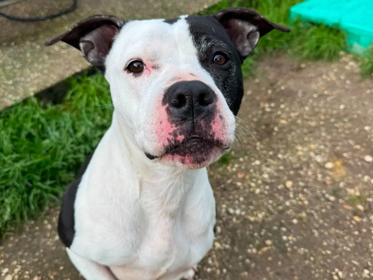 Adozione cane, femmina, Pitbull Razza sconosciuta, 1 anno, taglia media, Roma