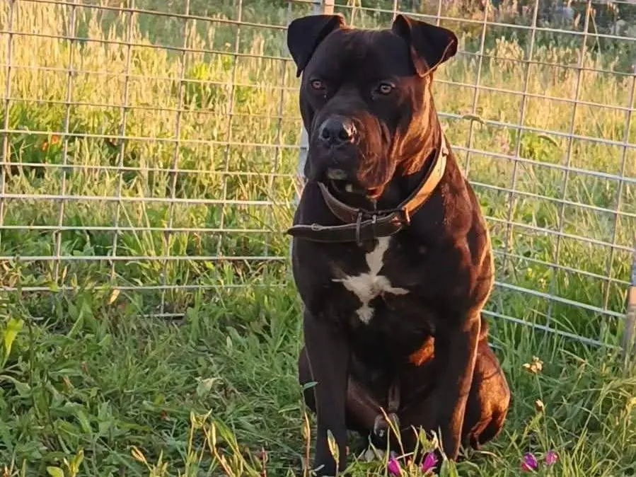 Adozione cane, maschio, Pitbull Razza sconosciuta, 2 anni, taglia grande, Vibo